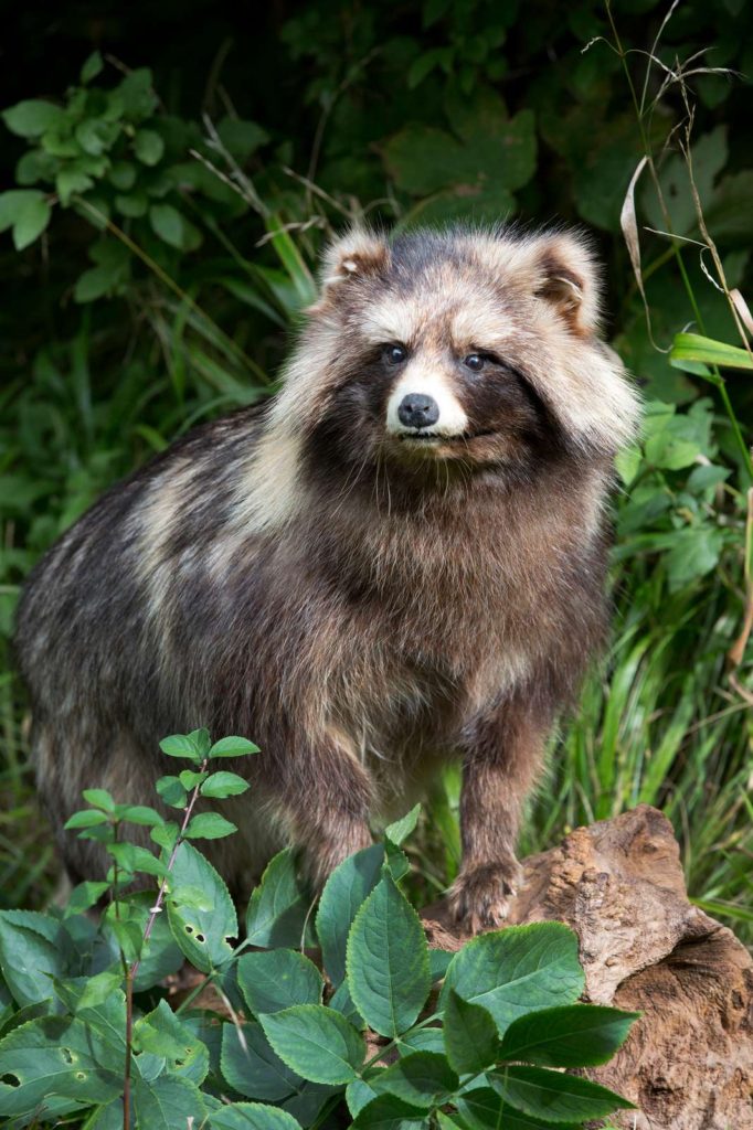 Mårhund