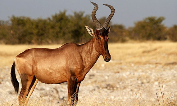 Red Hartebeest